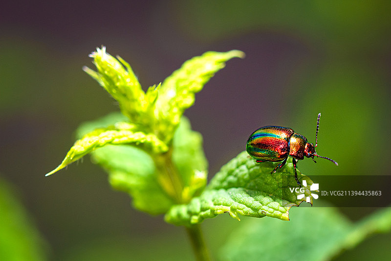 昆虫在植物上的特写图片素材