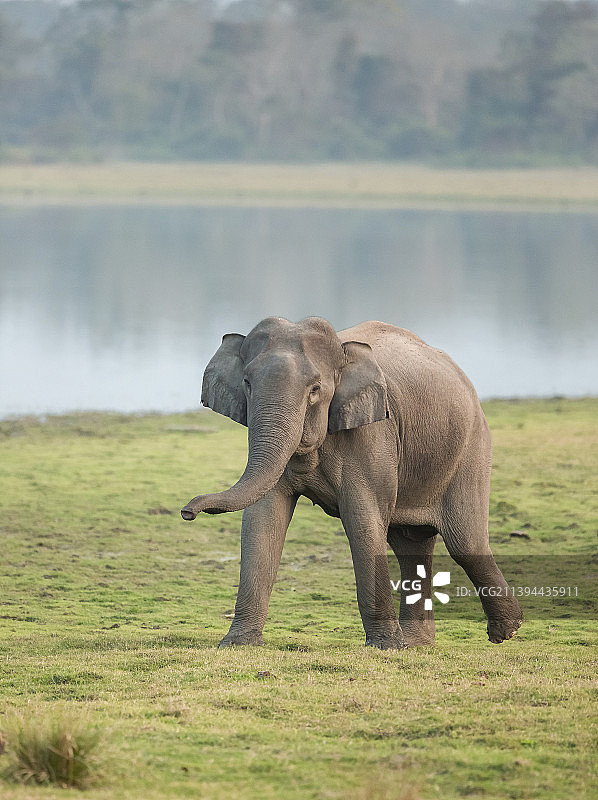 走过草地的象的肖像，卡齐兰加国家公园，阿萨姆邦，印度图片素材