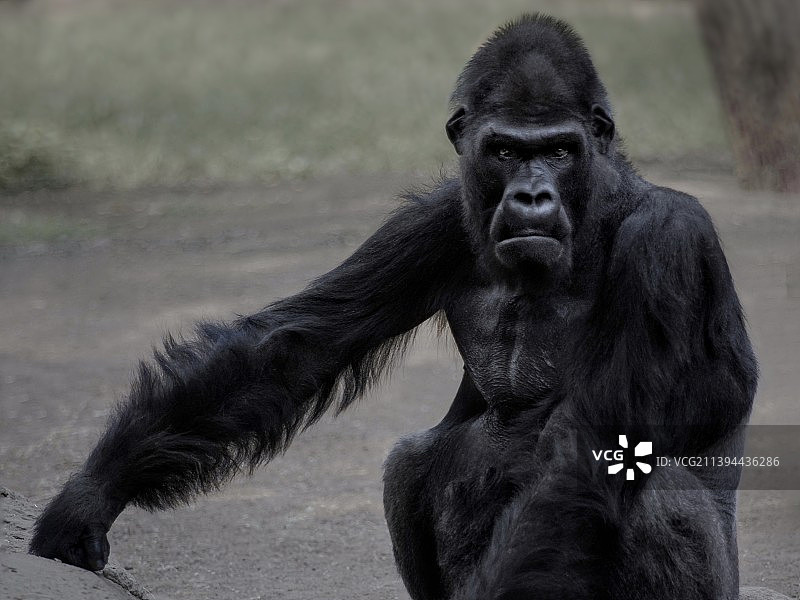 猴子肖像图片素材