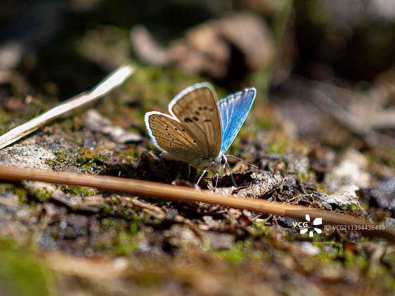 田野上的蝴蝶特写图片素材