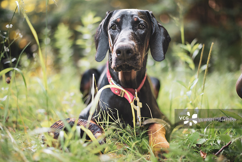 杜宾犬坐在赛场上的肖像图片素材