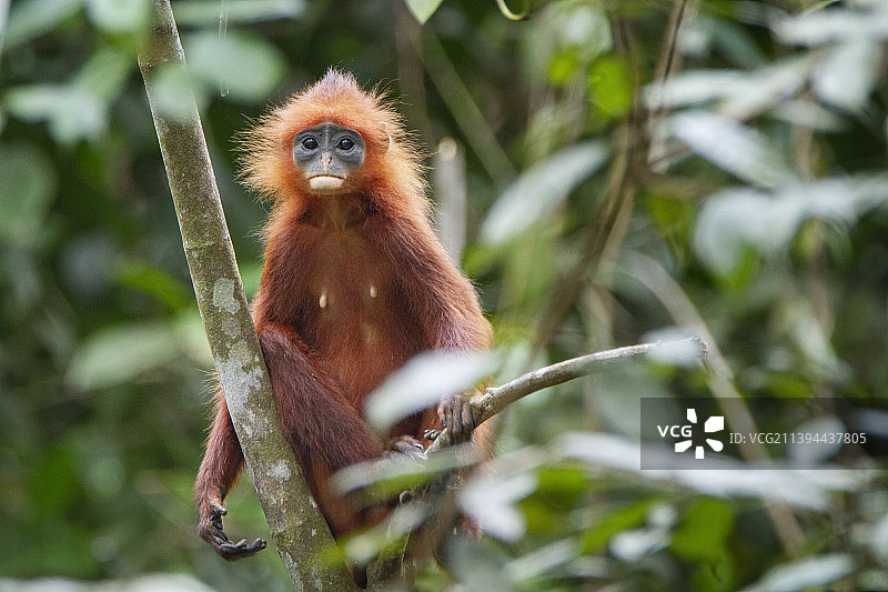 树上坐着的长尾叶猴特写，邦加莱山，巴厘巴板，印度尼西亚图片素材