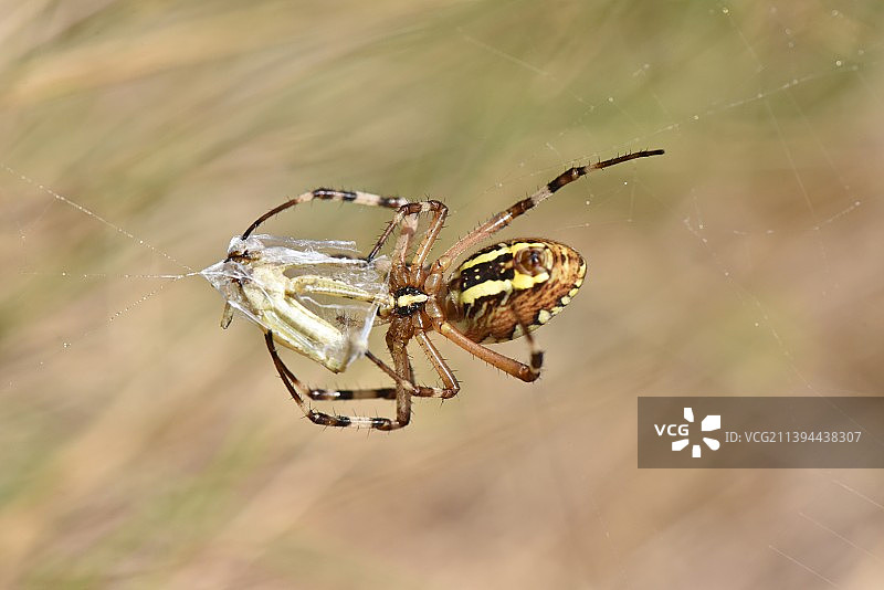 蛛网上的蜘蛛特写图片素材