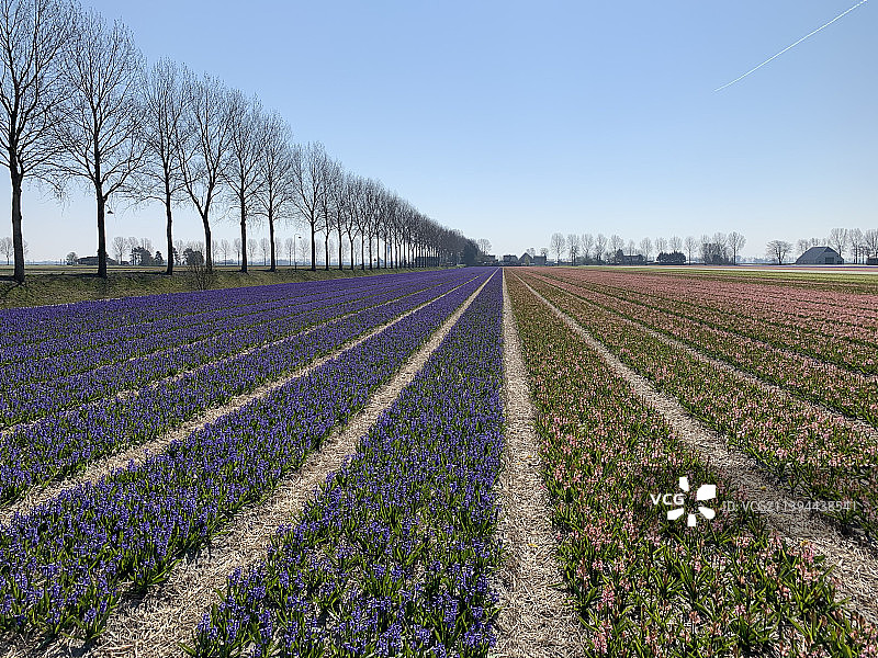 荷兰霍夫多尔普田野风光图片素材
