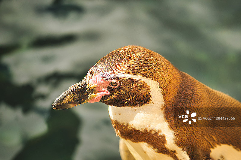 企鹅特写图片素材