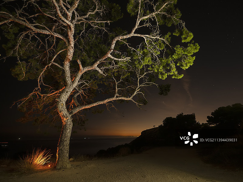 夜晚田野上映衬天空的树木图片素材