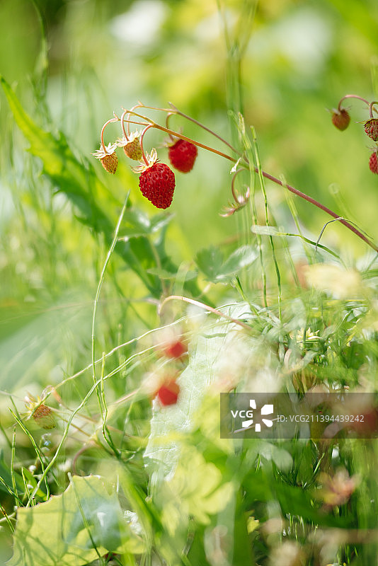 植物上生长的红色浆果特写图片素材