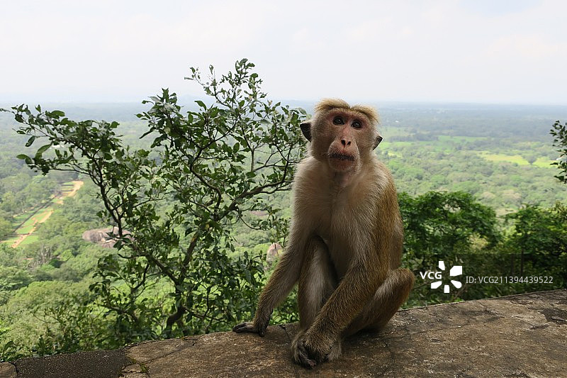 斯里兰卡，坐在岩石上的猕猴肖像图片素材