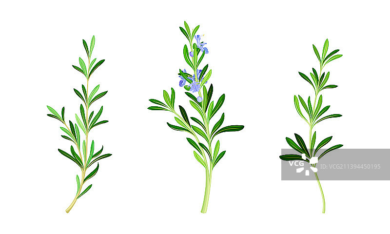 香料草本迷迭香植物枝条图片素材