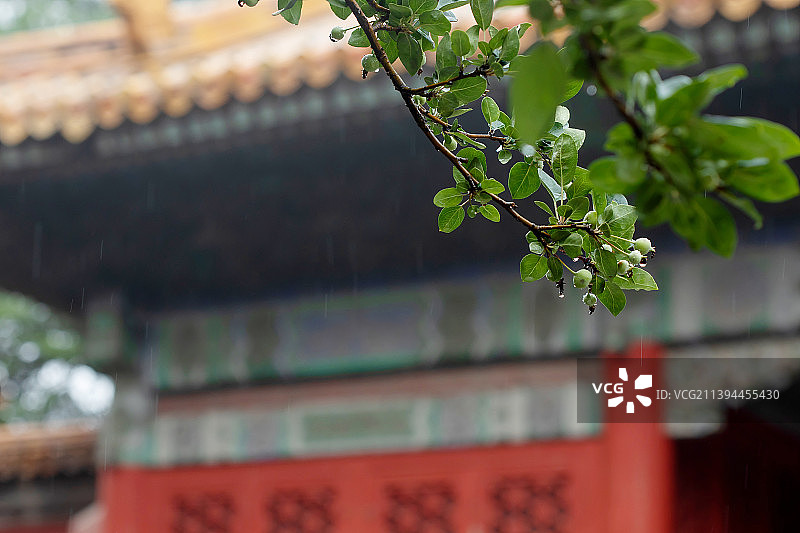雨中故宫,青翠海棠图片素材