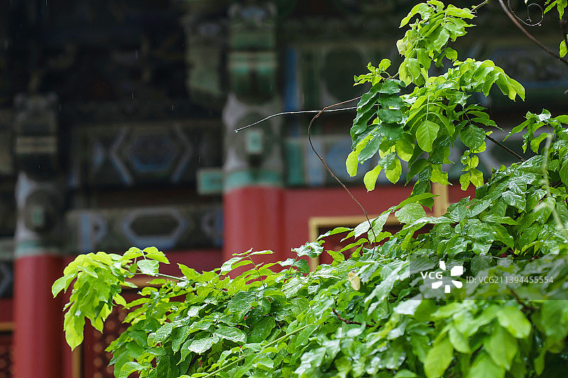 雨后故宫御花园一角图片素材