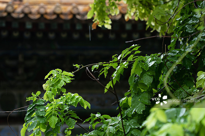 雨后故宫御花园一角图片素材