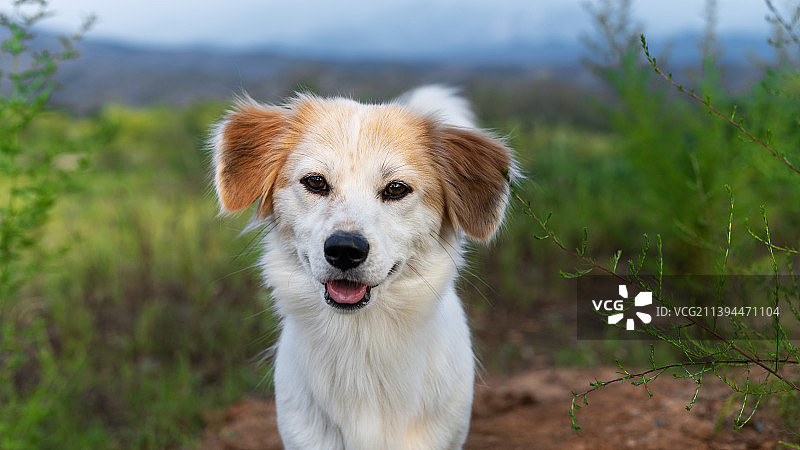 田野中的中华田园犬特写图片素材