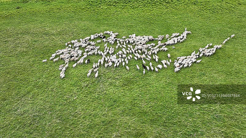 雪白的羊群在碧绿的草原上、像花、像云、像圣洁的哈达图片素材
