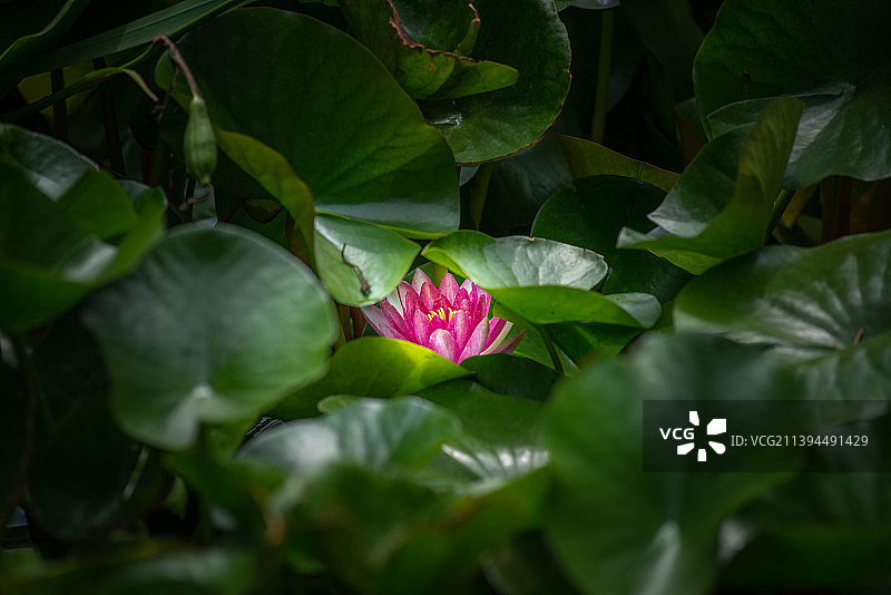 北京植物园图片素材