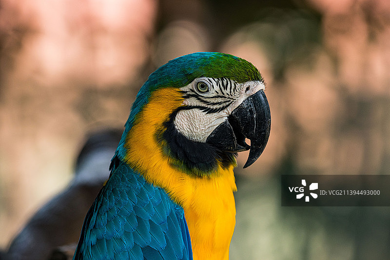 金刚鹦鹉图片素材