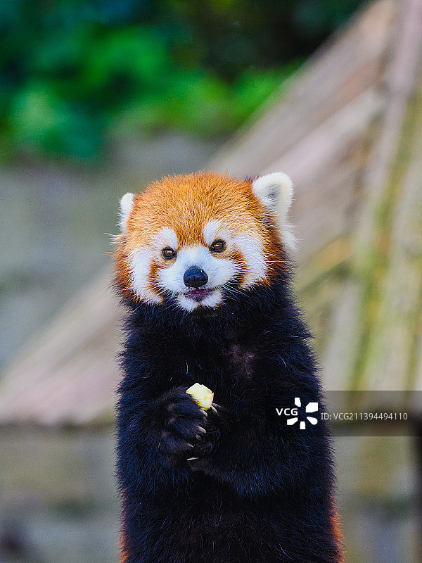 小熊猫图片素材