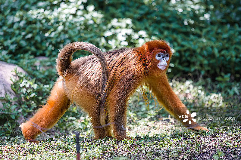 金丝猴图片素材