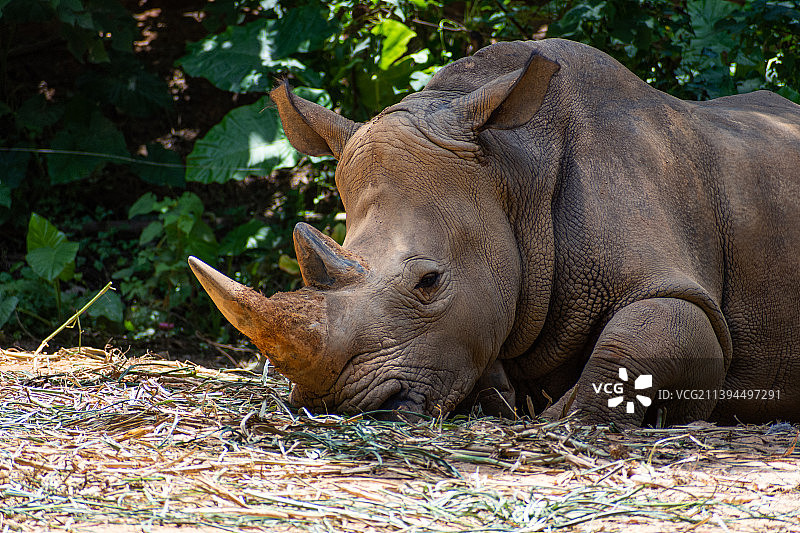犀牛图片素材