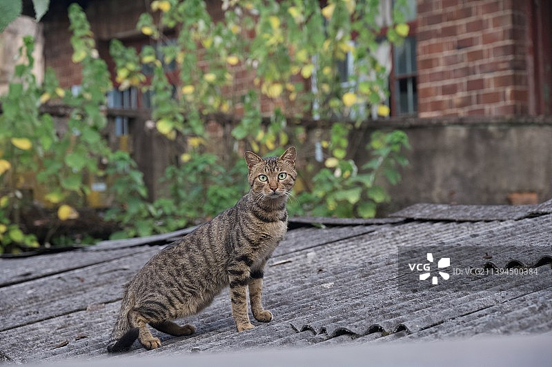 猫坐在废弃的屋顶图片素材