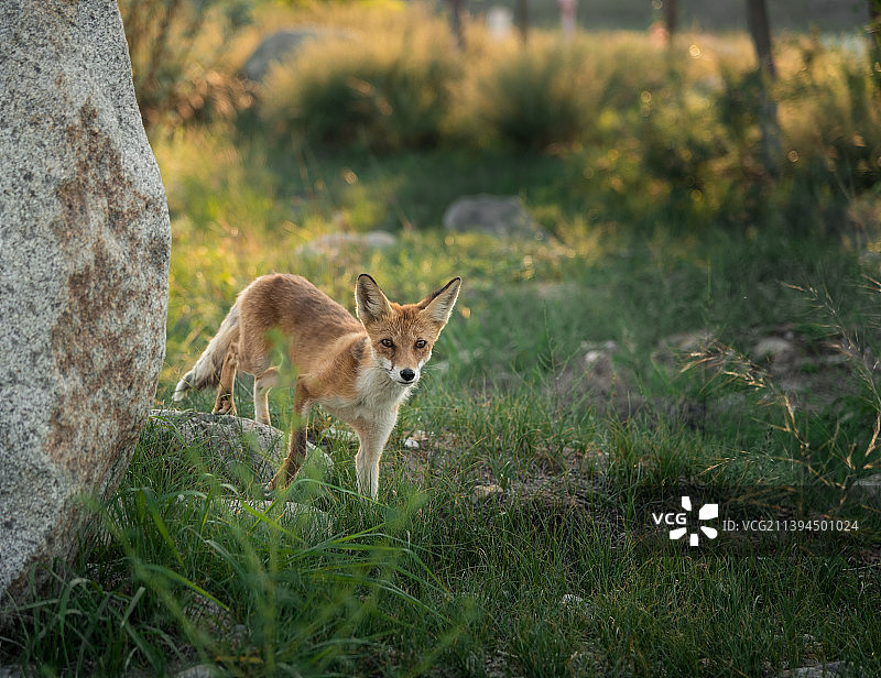 路边的小狐狸图片素材