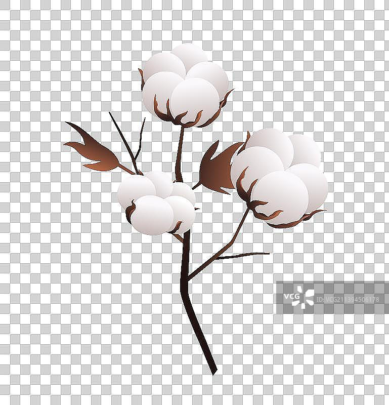 棉花成熟插画元素图片素材