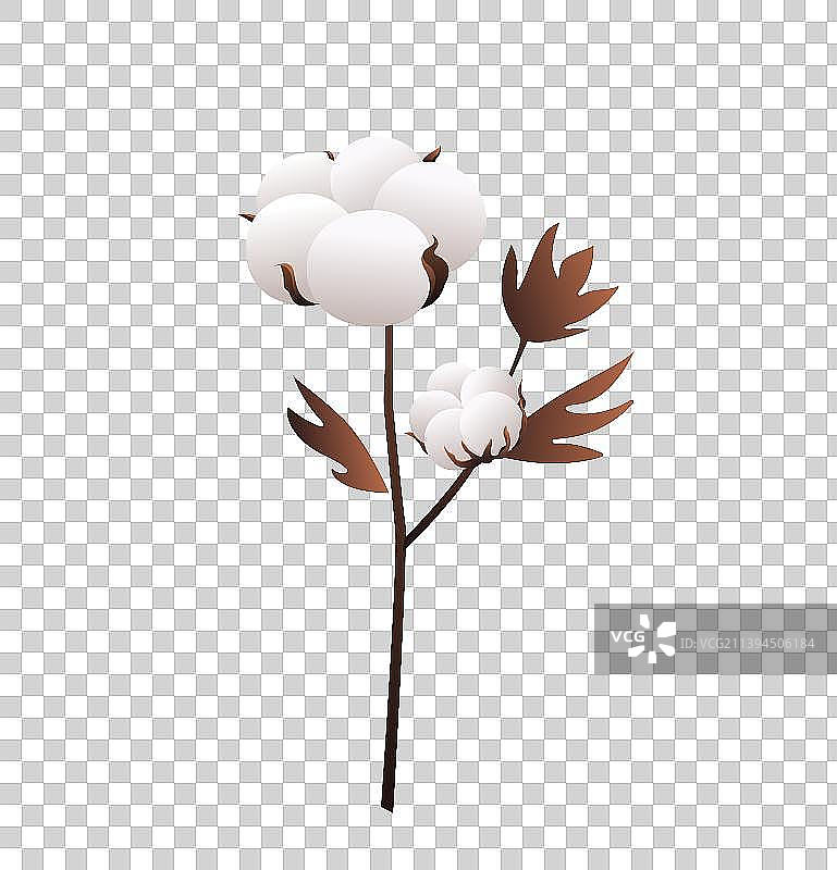 棉花成熟插画元素图片素材