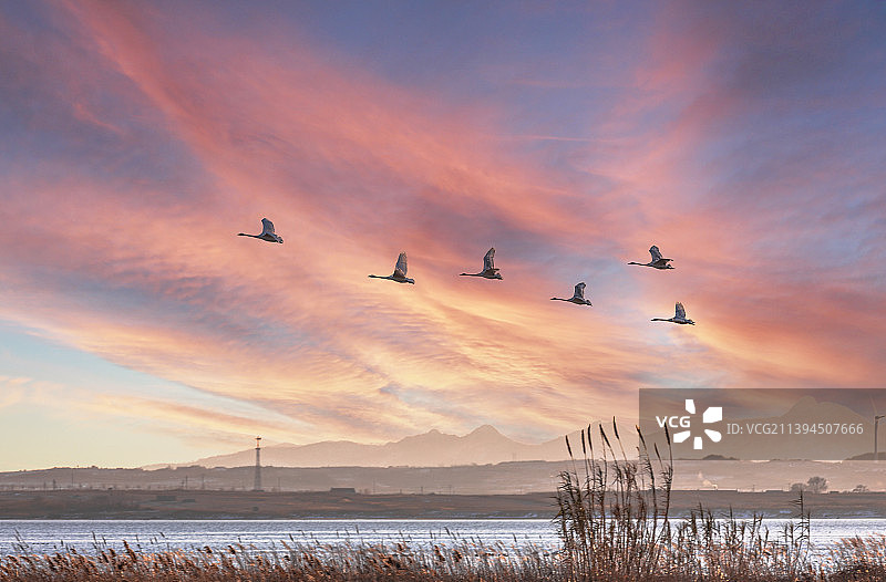 荣成天鹅湖图片素材