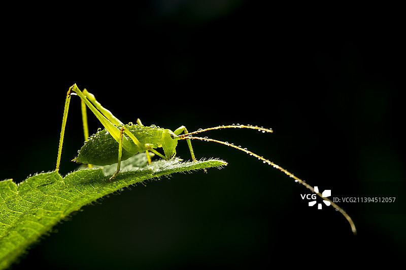带露珠的螽斯图片素材