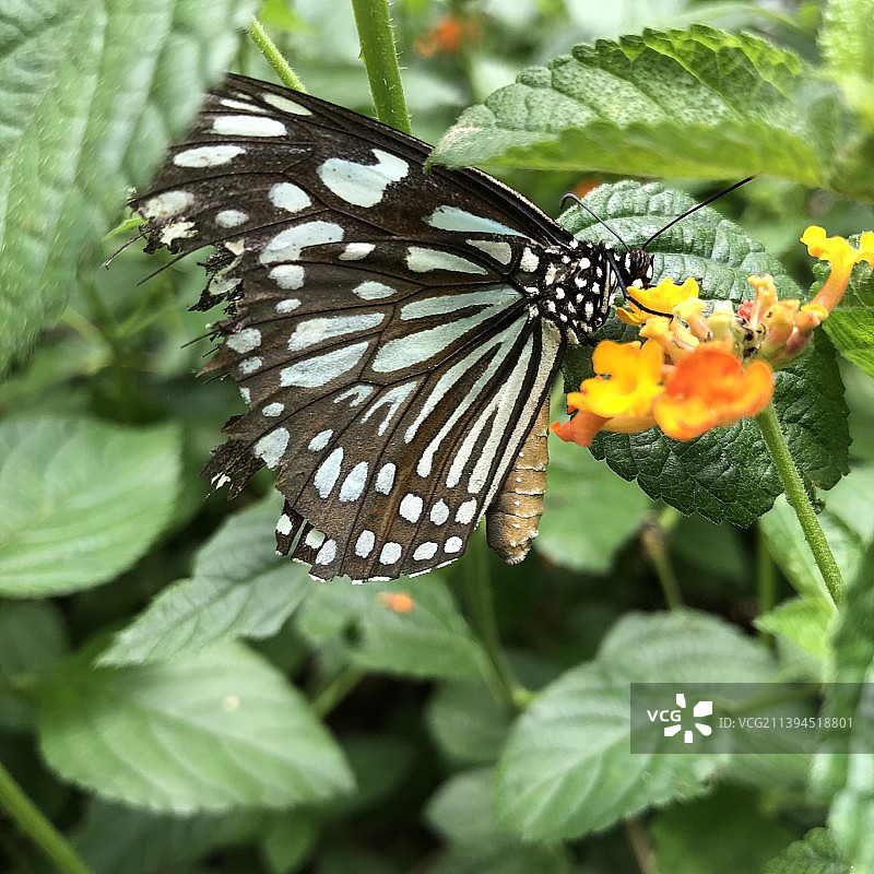 蝴蝶在花上授粉的特写镜头图片素材
