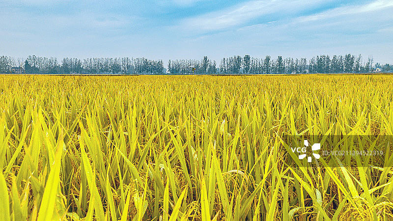 金色的稻田图片素材