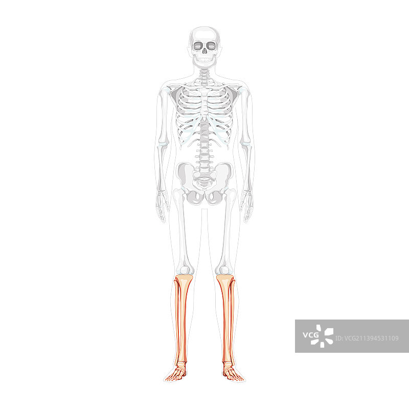 人类腿部骨骼图片素材