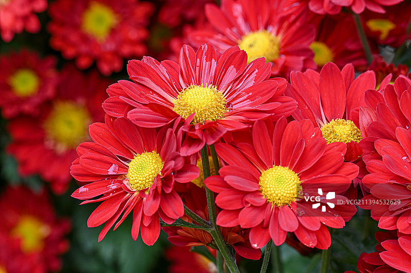 红菊花－花语:内心冰冷、外表似火图片素材