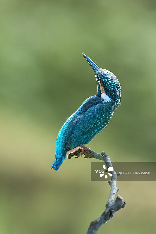翠鸟姿态图片素材