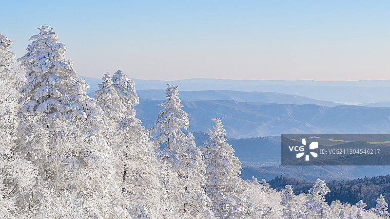 大箐山雪松图片素材