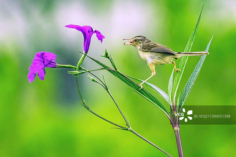 兰花草上觅食的鹪莺图片素材