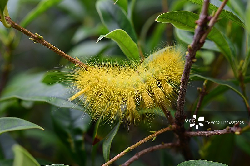 毛毛虫图片素材