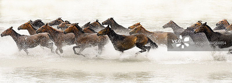 新疆奔跑的天河浴马图片素材