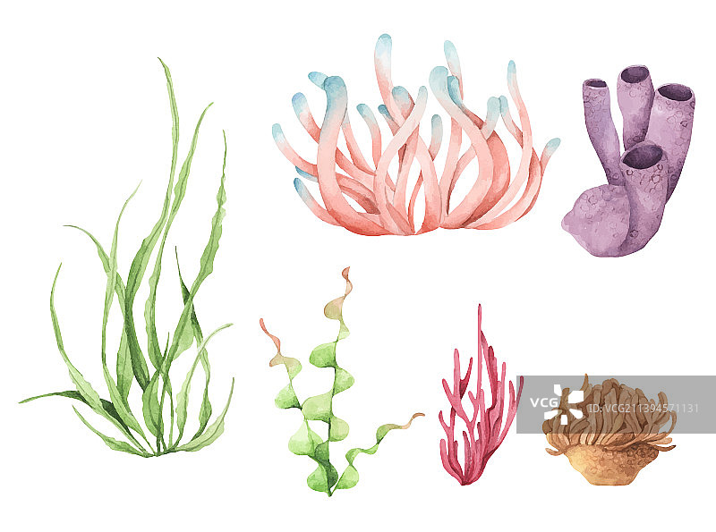 水彩海珊瑚元素图片素材