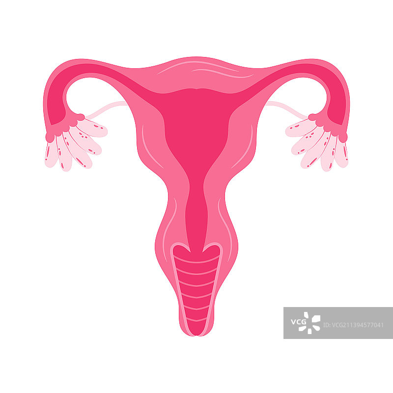 女性健康子宫花卉卵巢生殖图片素材