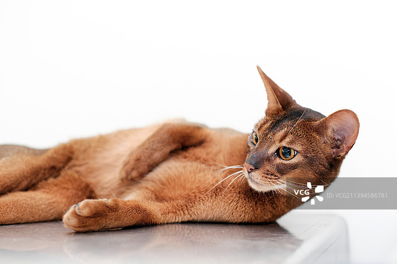 矫健的阿比西尼亚猫图片素材