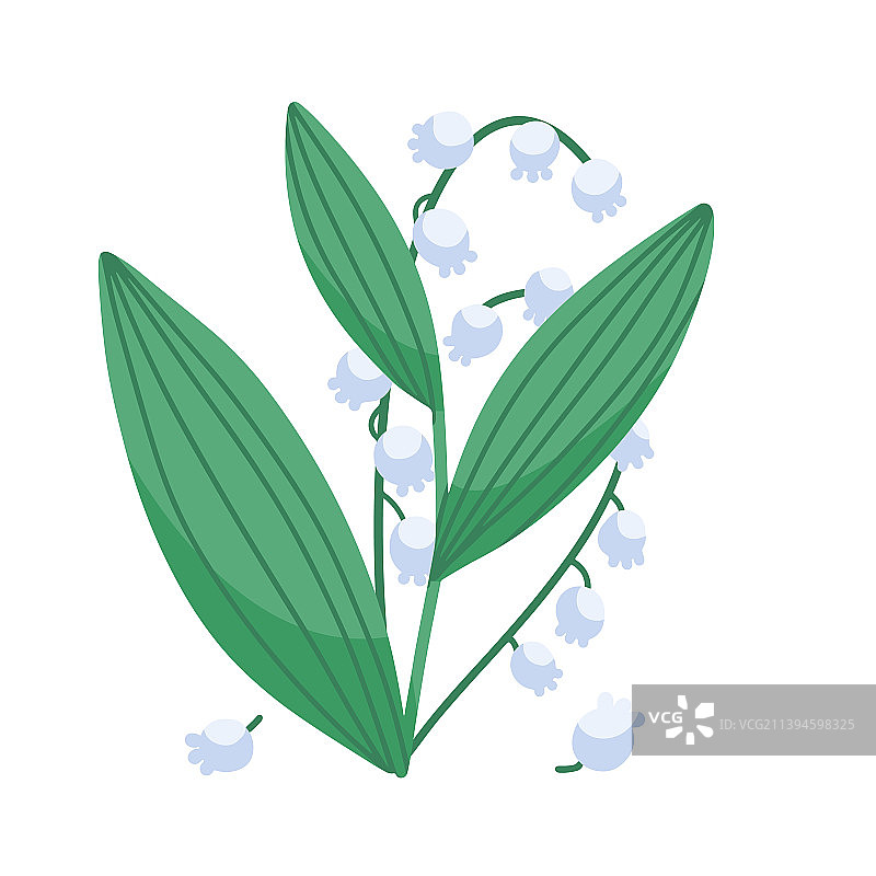 孤立的铃兰图片素材