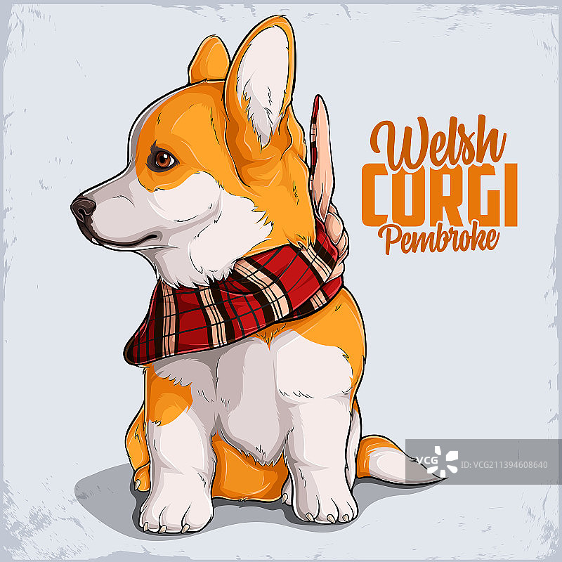 威尔士柯基幼犬，红色格子花纹头巾图片素材