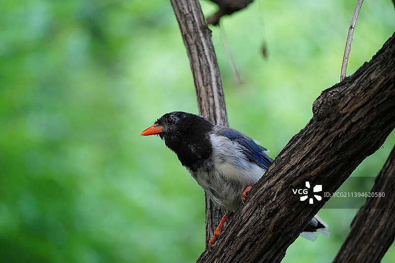 红嘴蓝鹊图片素材
