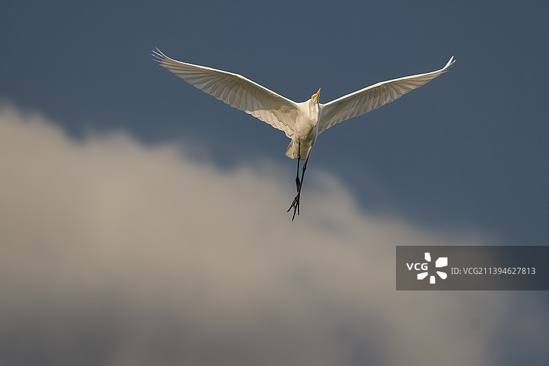 白鹭飞5图片素材