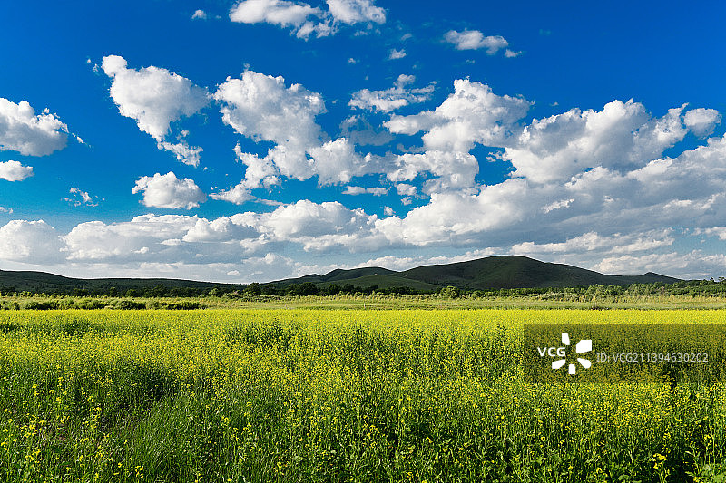 草原油菜花图片素材