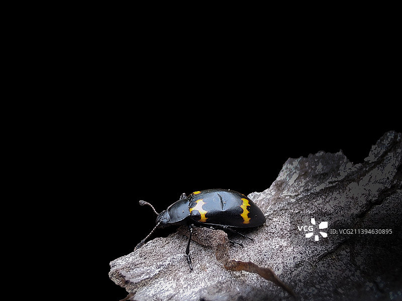 埋葬虫特写图片素材