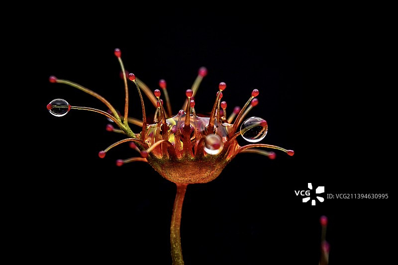 茅膏菜图片素材