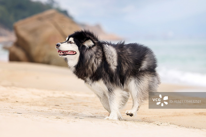 海边嬉戏的阿拉斯加犬图片素材