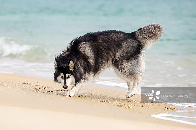 海边嬉戏的阿拉斯加犬图片素材
